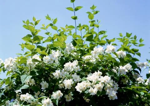 Mock Orange Stock Photos