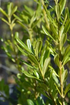 Mock Orange Foto stock