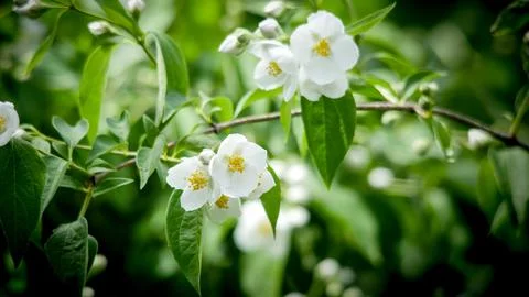 Mock Orange Stock Photos
