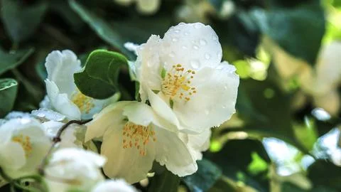 Mock Orange Stock Photos