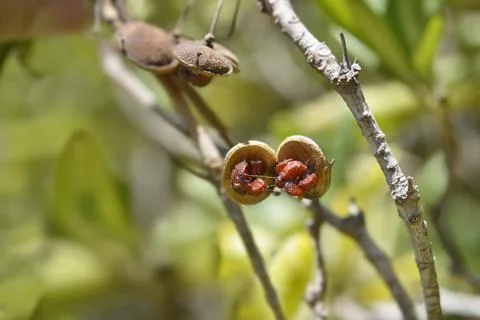 Mock Orange Stock Photos