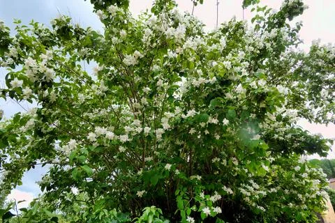 Mock Orange Shrub. Stock Photos