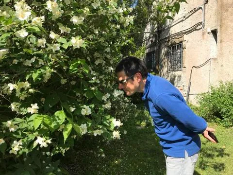 Mock-Orange Tree Stock Photos