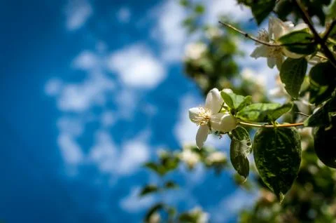 Mock oranges under a cloudy sky Stock Photos