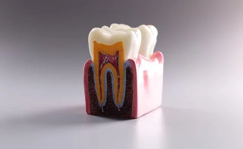 Mock tooth in section, educational model of tooth, anatomy of human oral tooth Stock Photos