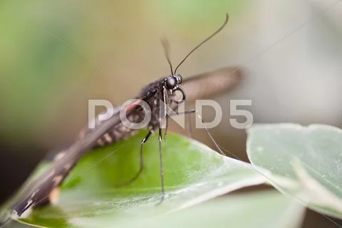 Mocker swallowtail butterfly papilio dardanus Stock Photos