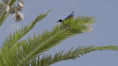 Mocking bird attacks grackle slow motion.mov Stock Footage 342294299