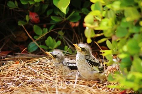 Mocking bird babies close up Stock Photos