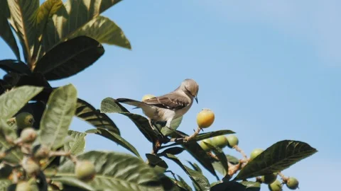 Mocking Bird Eating Loquat Fruit - slow motion Stock Footage 87672163