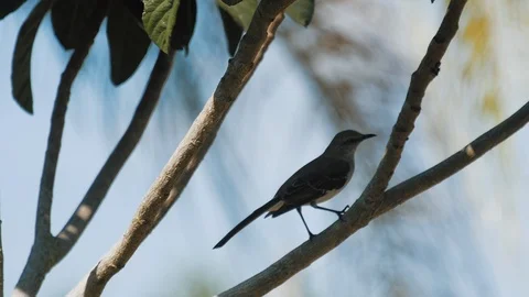 Mocking Bird Hopping on Tree Branch - Slow Motion Stock Footage 87671832