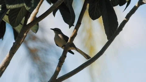 Mocking Bird Hops from Tree Branch - Slow Motion Stock Footage 87672354