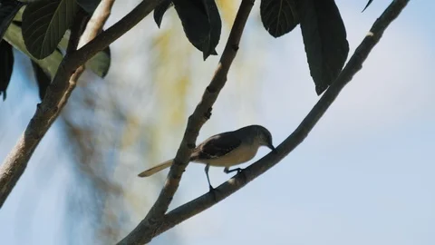 Mocking Bird Rubs its Beak on Tree Branch - Slow Motion Stock Footage 87671673