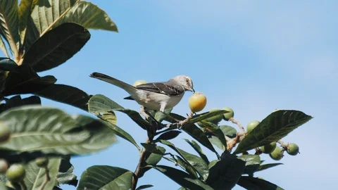 Mocking Bird Struggles to Eat Fruit on Tree Branch - Slow Motion Stock Footage 87672502