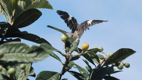 Mocking Bird Taking Off from Tree Branch - Slow Motion Stock Footage 87671706