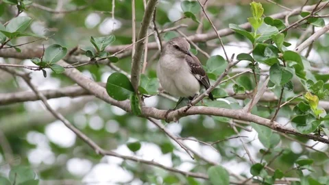 Mocking bird in a tree flies away. Stock Footage 76170340