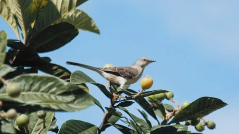Mocking Bird Turns Around and Eats Fruit - Slow Motion Stock Footage 87672188