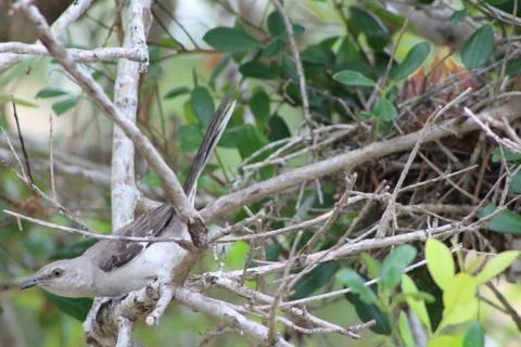 Mockingbird About To Take Off Stock Photos