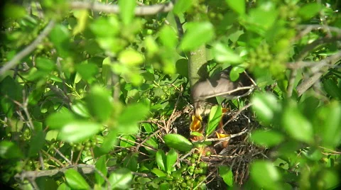 Mockingbird Big Bug Stock Footage 461827