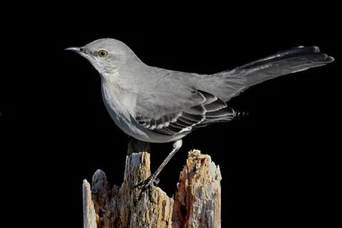 Mockingbird on black Stock Photos