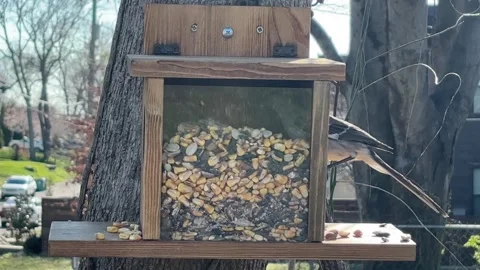 Mockingbird Climbs into Feeder Makes Mess Stock Footage 305006181