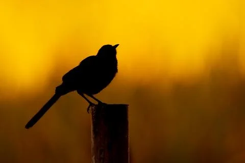 A mockingbird at dawn Stock Photos