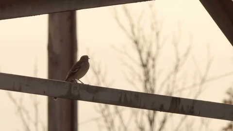 Mockingbird on electrical tower, dives down camera right Video stock 98153111