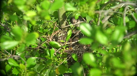 Mockingbird Feed HIGH Stock Footage 461844