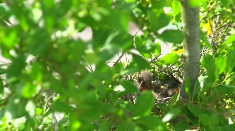 Mockingbird Feed MED ALT Stock Footage 461876