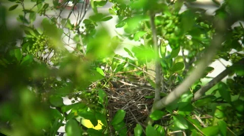 Mockingbird Feed Slomo 01 Stock Footage 461894