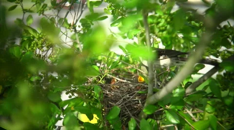 Mockingbird Feed Slomo 02 Stock Footage 461910
