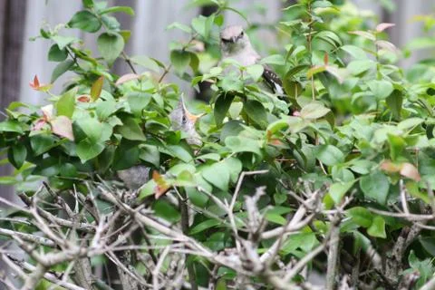 Mockingbird feeding chick Stock Photos
