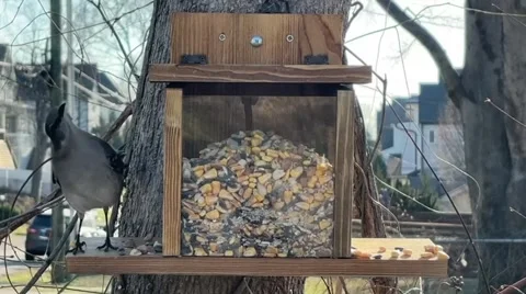Mockingbird Flies Into Camera Stock Footage 304565280