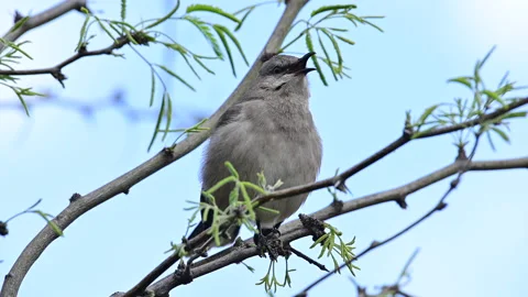 Mockingbird fly away Stock Footage 158664240