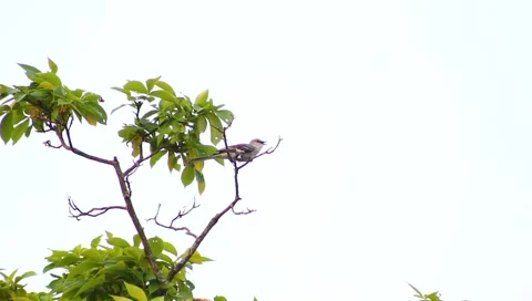 Mockingbird Stock Footage 5239968