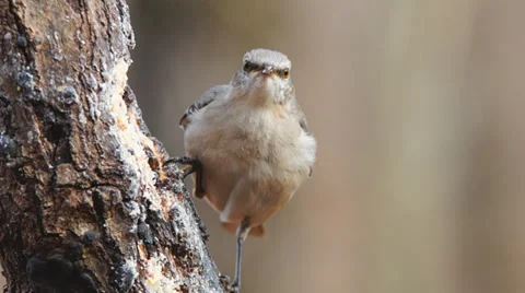 Mockingbird Stock Footage 35692573
