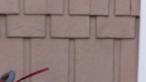 Mockingbird on front deck in the morning Stock Footage 240072203