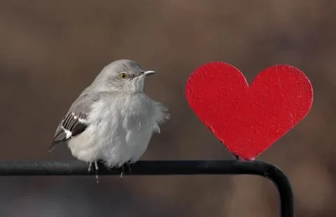 Mockingbird with a heart Stock Photos