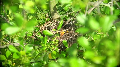 Mockingbird Hungry Chick Stock Footage 461953