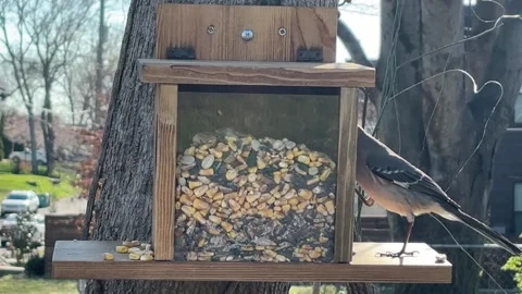 Mockingbird Makes Mess at Feeder Stock Footage 305006224