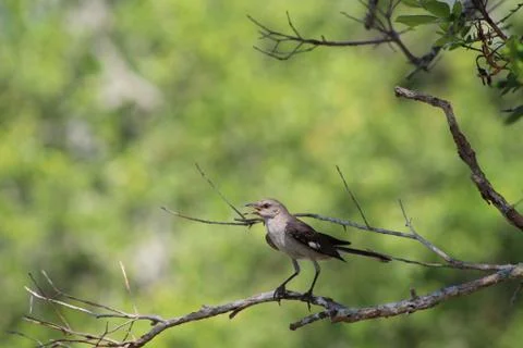 A mockingbird perched on a branch Foto stock