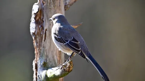 A Mockingbird perched on a broken branch of a dead Cedar tree, slow motion Stock Footage 299715750