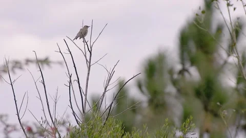 Mockingbird perched on top of a dead tree. Stock Footage 341015121