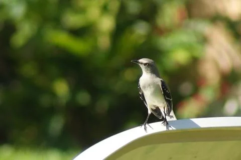Mockingbird Stock Photos