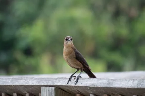 Mockingbird Stock Photos