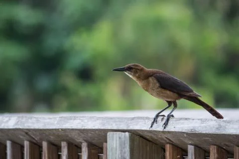 Mockingbird Stock Photos