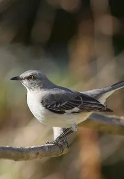 Mockingbird portrait Fotos Stock