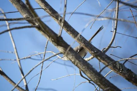 Mockingbird Preparing to Take Flight Stock Photos