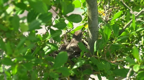 Mockingbird Protects Chicks Stock Footage 461799