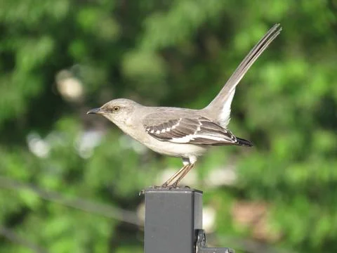 Mockingbird on Railing Stock Photos