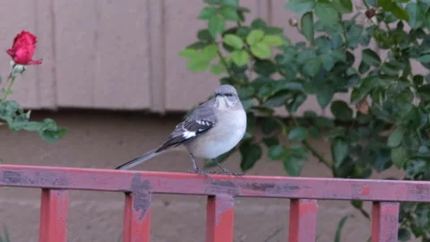 Mockingbird on a red railing Stock Footage 240071344